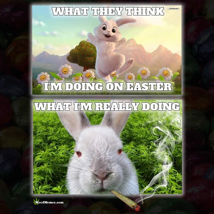 happy easter bunny Funny