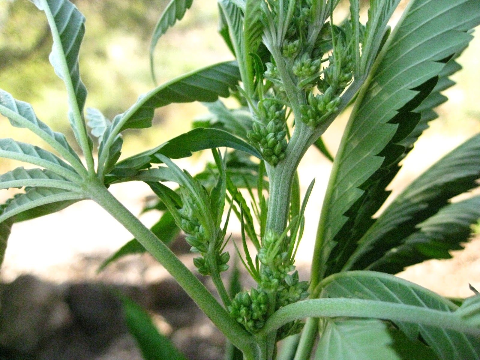 marijuana balls Male plant