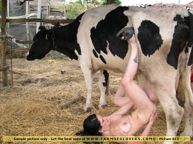 sex Free movies cow
