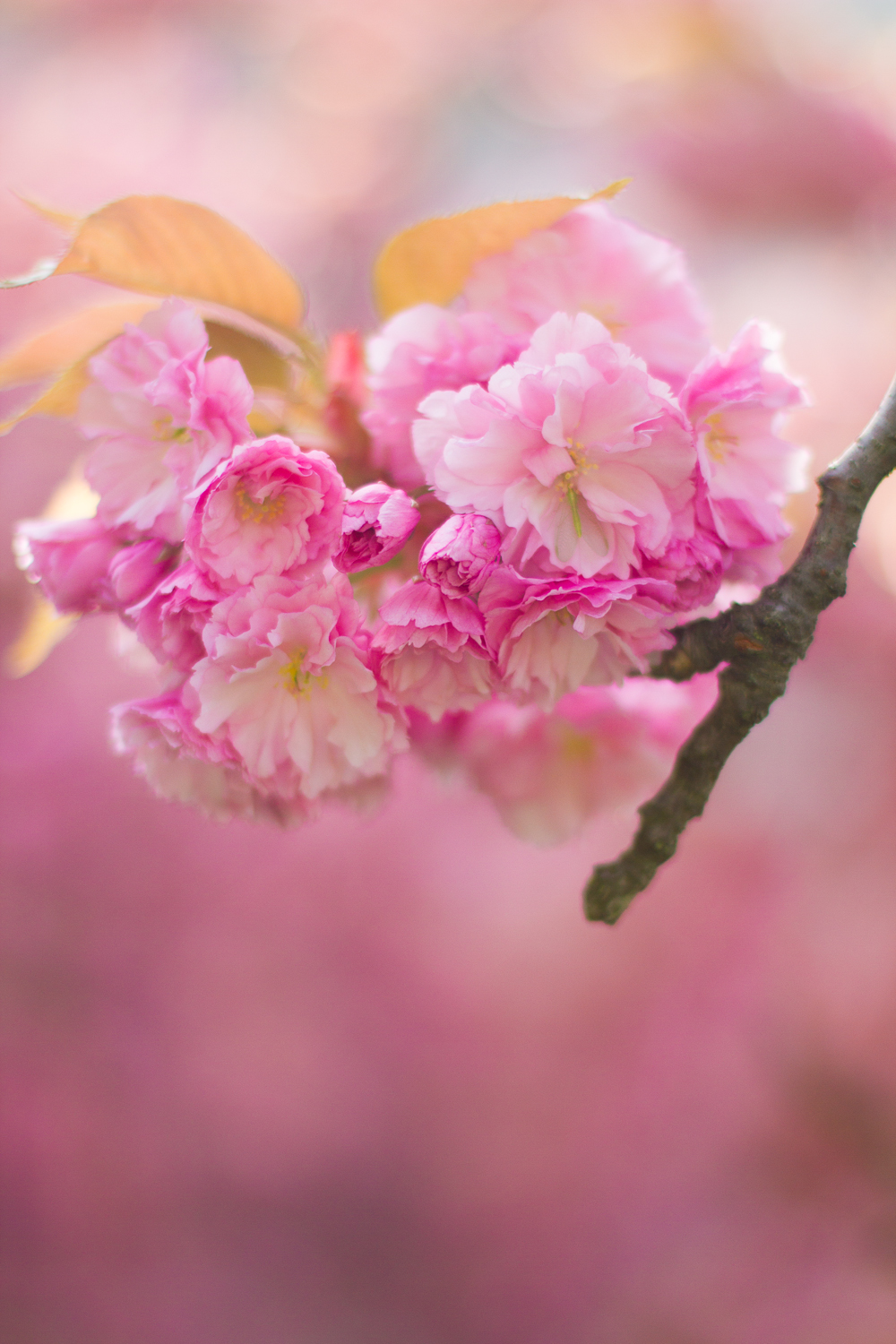 cherry blossoms Ebony
