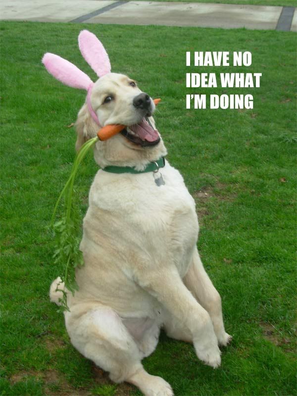 happy easter bunny Funny