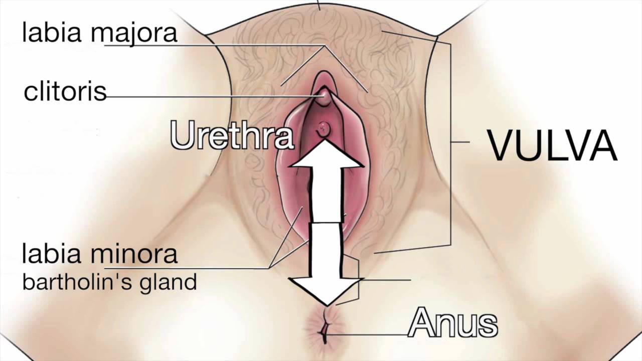 clitoris Female anatomy